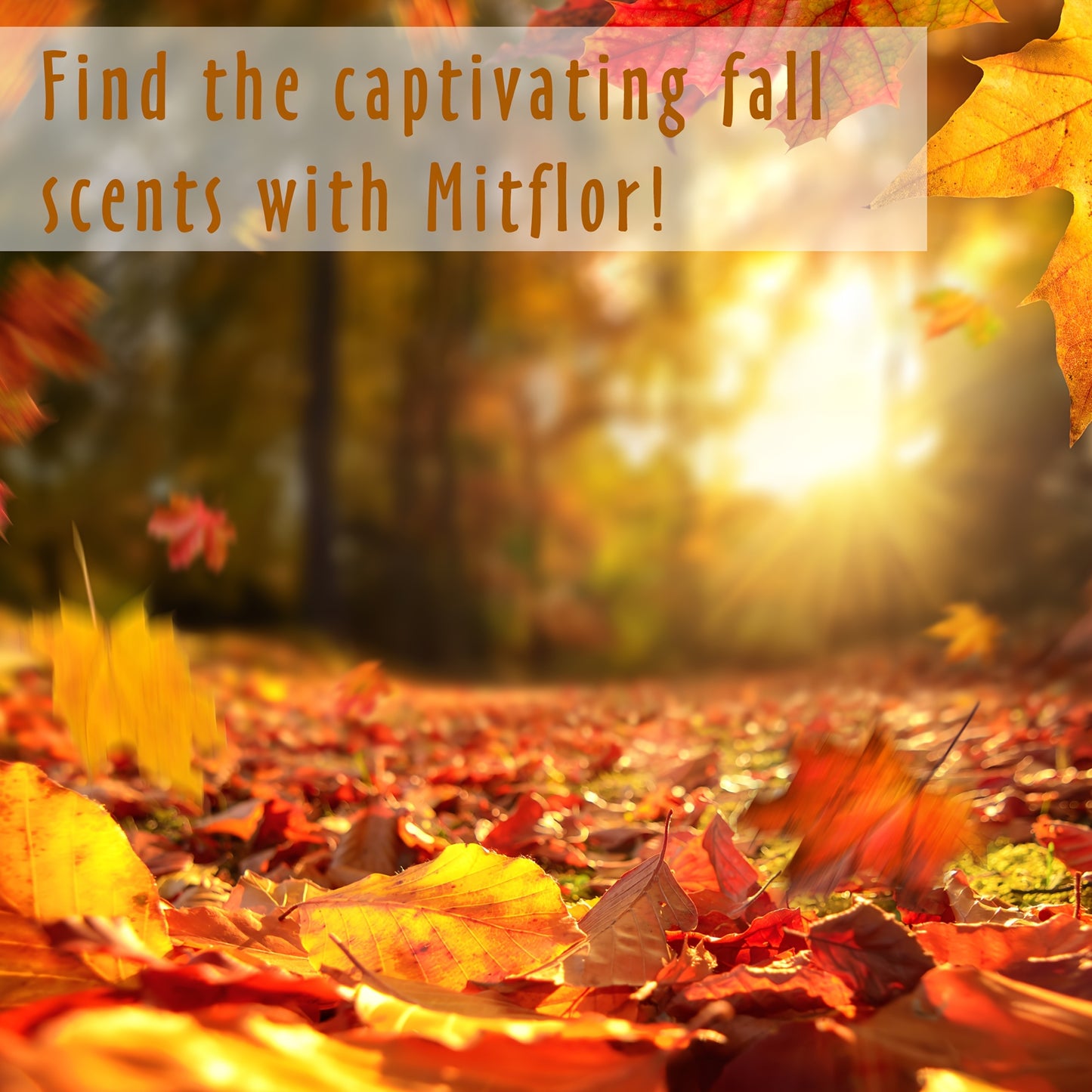 6x0.34oz Autumn Essential Oils for Diffusers for Home, MitFlor Fragrance Oils Set, 6 Fall Scents, Natural Aromatherapy Oils, for Candles Making, for Humidifiers